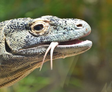 Komodo Dragon (Varanus komodoensis), bir büyük, zehirli sürüngen Asya'ya yerli.