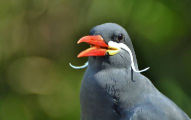 Inca sumru (Larosterna Inca), Pacific Coast Güney Amerika'ya yerli