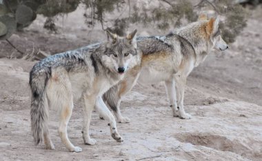 Arizona, New Mexico ve Kuzey Meksika 'da bulunan bir grup Meksika Kurdu (Canis lupus baileyi).. 
