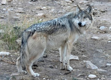 The Mexican Wolf (Canis lupus baileyi) is a subspecies of gray wolf native to Arizona, New Mexico, and northern Mexico.  clipart