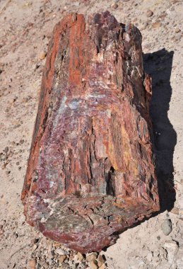 Arizona 'daki Taşlaşmış Orman Ulusal Parkı' nda taşlaşmış bir kütük..