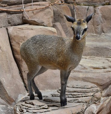 Klipspringer (Oreotragus oreotragus) Doğu ve Güney Afrika 'da bulunan küçük bir antiloptur..