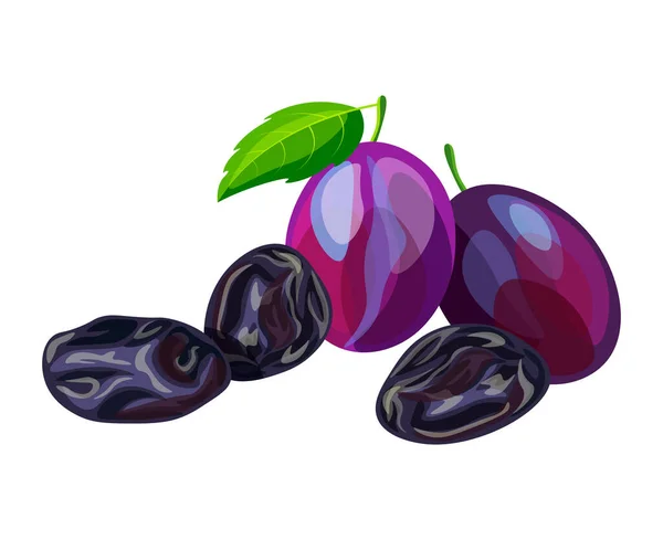 Runy Čerstvé Švestky Izolované Bílém Pozadí Vektorové Ilustrace Lahodného Ovoce — Stockový vektor