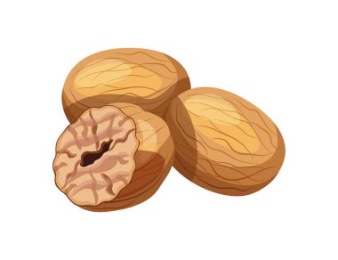Beyaz arka planda izole edilmiş lezzetli hindistan cevizleri. Çizgi film tarzında bir yığın hindistan cevizinin vektör çizimi. Nutmeg simgesi. Aromatik baharatlar.