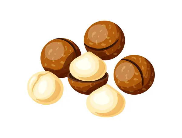 Chutné Makadamia Ořechy Izolované Bílém Pozadí Vektorové Ilustrace Lahodné Hrstky — Stockový vektor