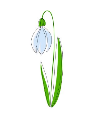 Beyaz arka planda izole edilmiş bir kar damlası. Vektör illüstrasyonu sürekli yeşil yapraklı beyaz kar damlası çizgisi. Karlı bahar kartı. Bahar çiçeği