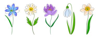 Bahar çiçekleri beyaz arka planda tek bir çizgi halinde devam eder. Çiçek seti: çuha çiçeği, papatya çayı, kraker, kartopu ve narsislik..