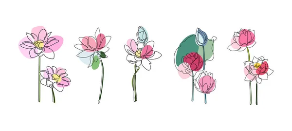 Set Continuous Line Water Lily Flowers One Line Drawing Delicate Stock Illustration