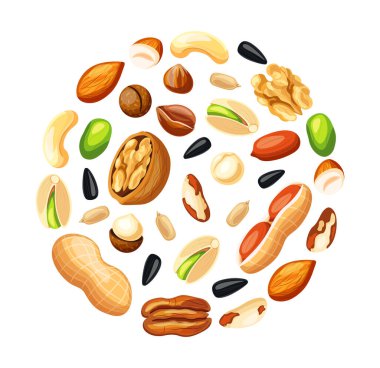 Çizgi film tarzında çember şeklinde fındık ve tohumlar. Lezzetin vektör çizimi: ceviz, fıstık, fıstık, ceviz, ayçiçeği tohumu, badem, kaju, fıstık, fındık, Brezilya fındığı, macadamia fındığı.
