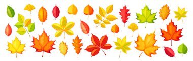 Çizgi film tarzında güzel sonbahar yaprakları. Damarları olan farklı sonbahar yapraklarının vektör çizimi: akçaağaç, meşe, ginkgo, huş ağacı, kestane, ceviz, beyaz arkaplanda izole edilmiş dallar.