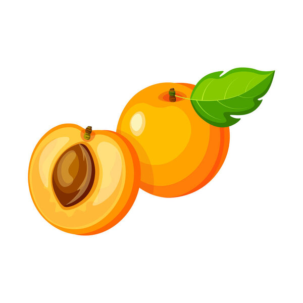 Apricot whole and half with green leaf isolated on white background. Vector illustration of ripe apricot in cartoon style.
