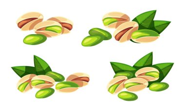 Beyaz arka planda izole edilmiş güzel ve lezzetli şam fıstığı seti. Çizgi film tarzında yeşil yapraklı taze, soyulmuş fıstıkların vektör çizimi. Sağlıklı çerez.