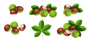 Çizgi film tarzında taze kestaneler. Güzel bir bütünün vektör çizimi ve soyulmuş yeşil dikenli ve kahverengi kestane, beyaz arka planda izole yapraklar.