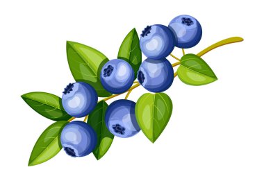 Çizgi film tarzında sağlıklı, sulu bir yabanmersini dalı. Beyaz arka planda izole edilmiş bir dalda yeşil yapraklı taze yaban mersinlerinin vektör çizimi.