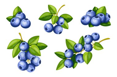 Çizgi film tarzında lezzetli, taze yaban mersini seti. Bir demet yabanmersininin vektör çizimi, böğürtlenli bir dal, beyaz arka planda izole edilmiş yeşil yapraklar. Sağlıklı atıştırmalıklar. Vitamin meyveleri..