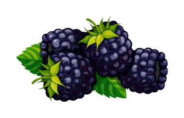 Bir grup tatlı böğürtlen çizgi film tarzında. Beyaz arka planda izole edilmiş taze, sulu böğürtlenlerin vektör çizimi. Sağlıklı yiyecekler. Mevsimlik besleyici meyveler.