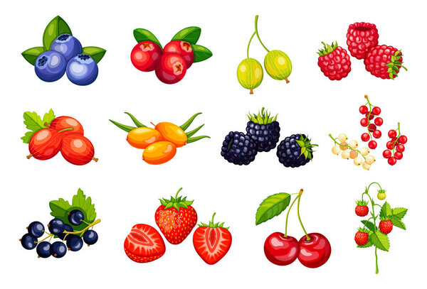 Векторная иллюстрация вкуса: черника, клюква, крыжовник, малина, облепиха, ежевика, смородина, клубника, вишня, дикая клубника.