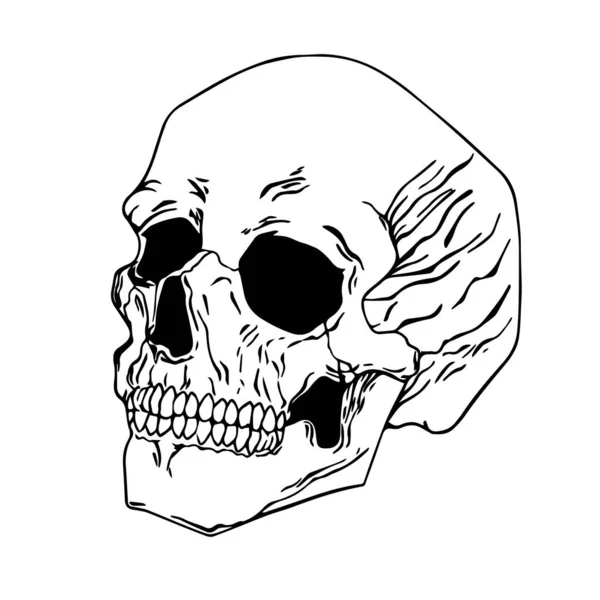 スケッチ解剖学的頭蓋骨ベクトルセット スケルトンタトゥーデザイン — ストックベクタ
