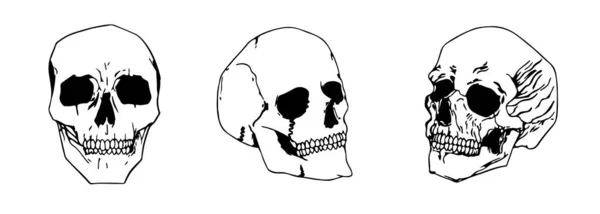 Sketch Anatomical Skulls Vector Set Diseño Tatuaje Esqueleto — Archivo Imágenes Vectoriales