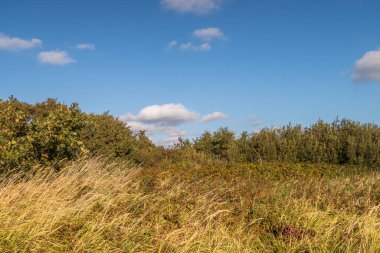 Den Helder, Hollanda. Ekim 2022. Den Helder 'deki Grafelijkheidsduinen' deki kum manzarası. Yüksek kalite fotoğraf