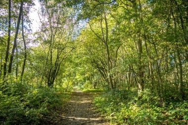 Den Helder, Hollanda. Ekim 2022. Sonbaharda Helder 'deki orman. Yüksek kalite fotoğraf