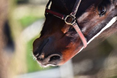 Schoorl, Netherlands. January 2023. Close up of a horse's head. High quality photo