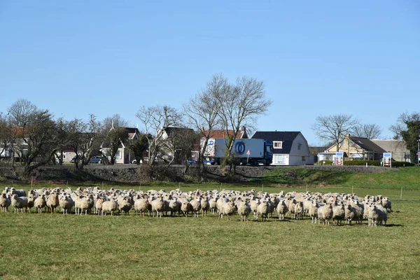 Westerland Ολλανδία Φεβρουάριος 2023 Ολλανδική Εξοχή Ένα Κοπάδι Πρόβατα Υψηλής — Φωτογραφία Αρχείου