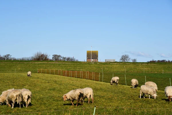 Westerland Hollanda Şubat 2023 Bir Koyun Sürüsü Ile Hollanda Kırsalında — Stok fotoğraf