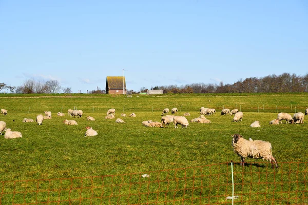 Westerland Hollanda Şubat 2023 Bir Koyun Sürüsü Ile Hollanda Kırsalında — Stok fotoğraf