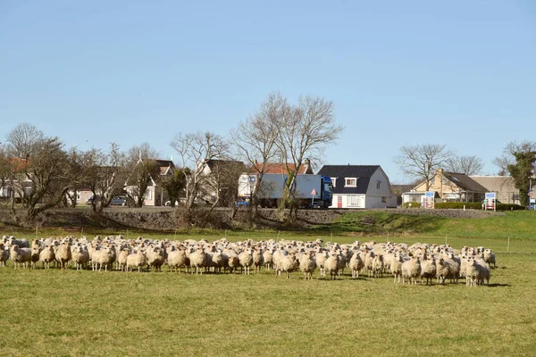 Westerland Holandia Luty 2023 Holenderska Wieś Stadem Owiec Wysokiej Jakości — Zdjęcie stockowe