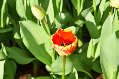 Lisse, Hollanda 'dan. Nisan 2023 Çiçek açan sümbüller, laleler ve nergisler. Yüksek kalite fotoğraf
