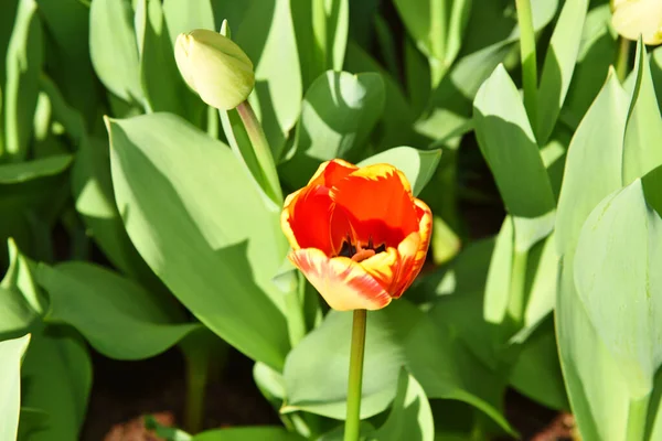 Lisse Nederland April 2023 Bloeiende Hyacinten Tulpen Narcissen Hoge Kwaliteit — Stockfoto