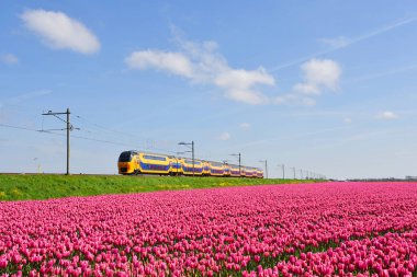 Den Helder, Hollanda. Mayıs 2023. Hollanda treni çiçek açan lale tarlasını geçiyor. Yüksek kalite fotoğraf
