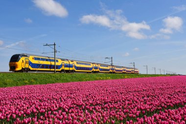 Den Helder, Hollanda. Mayıs 2023. Hollanda treni çiçek açan lale tarlasını geçiyor. Yüksek kalite fotoğraf