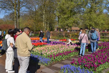 Lisse, Hollanda 'dan. Nisan 2023. Hollanda 'da büyük bir bahar bahçesi olan Keukenhof' u ziyaret edenler. Yüksek kalite fotoğraf