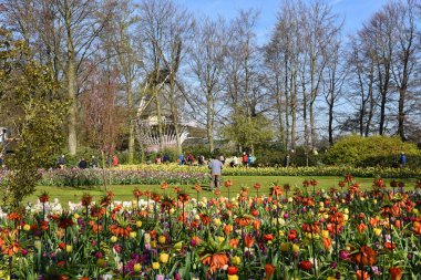 Lisse, Hollanda 'dan. Nisan 2023. Hollanda 'da büyük bir bahar bahçesi olan Keukenhof' u ziyaret ediyorlar. Yüksek kalite fotoğraf