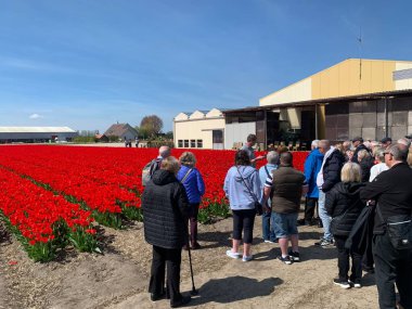 Lisse, Hollanda. Nisan 2023. Bir ampul üreticisi bir grup turiste açıklıyor. Yüksek kalite fotoğraf