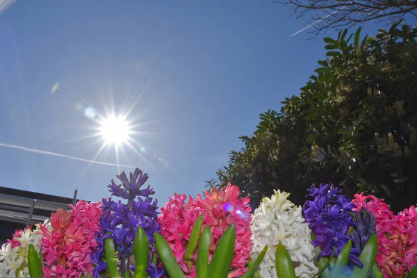 Lisse Nederland April 2023 Kleurrijke Hyacinten Met Achtergrondverlichting Hoge Kwaliteit — Stockfoto