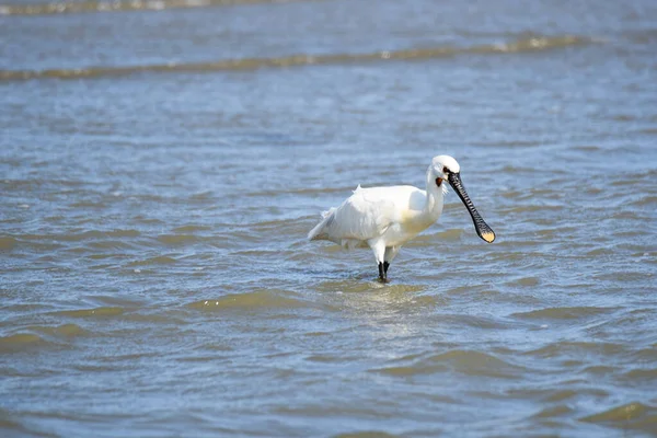 East Bank, Netherlands. June 01 2023. Spoonbills looking for food. High quality photo