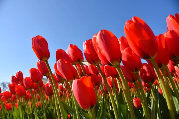 stock image Den Helder, Netherlands. April 30, 2022. Flowering tulip fields, seen from a frog's perspective. High quality photo