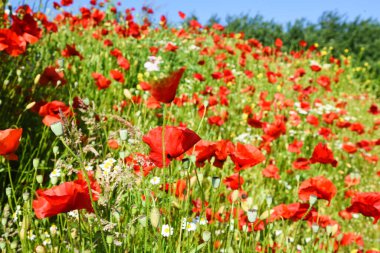 Den Helder, Hollanda. 13 Haziran 2023. Kırmızı gelincikli bir tarla. Yüksek kalite fotoğraf