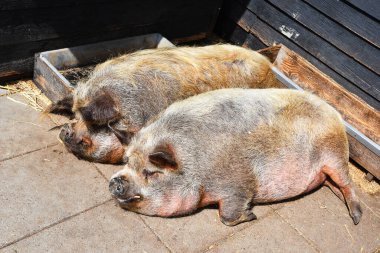Broek op Langedijk, Hollanda. 24 Temmuz 2023. İki domuz rahat bir şekilde uyuyor. Yüksek kalite fotoğraf
