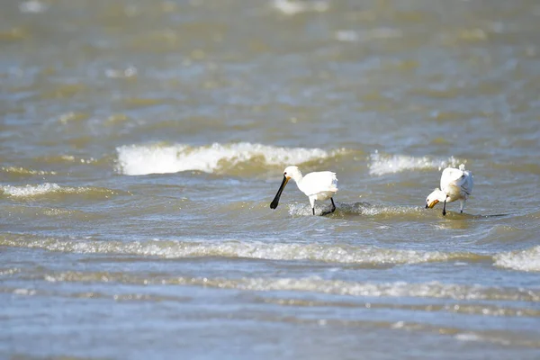 East Bank, Netherlands. June 01 2023. Spoonbills looking for food. High quality photo