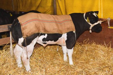 Schagen, Hollanda. 20 Mart 2024. Paasvee, Hollanda 'nın Schagen kentindeki yıllık çiftlik hayvanları sergisi. Yüksek kalite fotoğraf