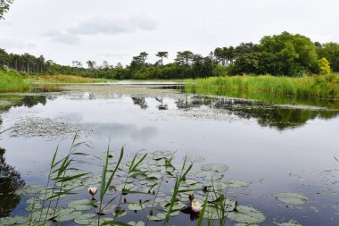 terschelling, Hollanda. 9 Temmuz 2024. Kumullar, deniz feneri ve Terschelling köyü. Yüksek kalite fotoğraf