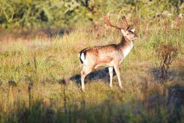 Vogelenzang, Netherlands. September 29, 2024. Fallow deer around rutting season in autumn. High quality photo clipart