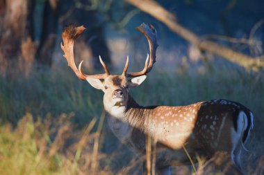 Vogelenzang, Hollanda. 29 Eylül 2024. Vogelenzang yakınlarındaki ormandaki çiftleşme mevsiminde Fallow geyiği. Yüksek kalite fotoğraf