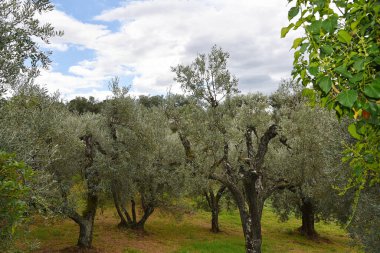 Toskana, İtalya. 18 Eylül 2024. Toskana manzarası, zeytin ağaçları ve üzümler. Yüksek kalite fotoğraf