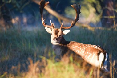 Vogelenzang, Hollanda. 29 Eylül 2024. Sonbaharda çiftleşme mevsiminde Fallow geyiği. Yüksek kalite fotoğraf