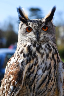 Huisduinen, Hollanda. 23 Şubat 2025. Bir baykuşun kafasını kapat. Yüksek kalite fotoğraf